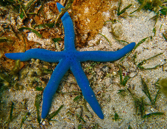  Linckia laevigata (Blue Star, Blue Linckia)